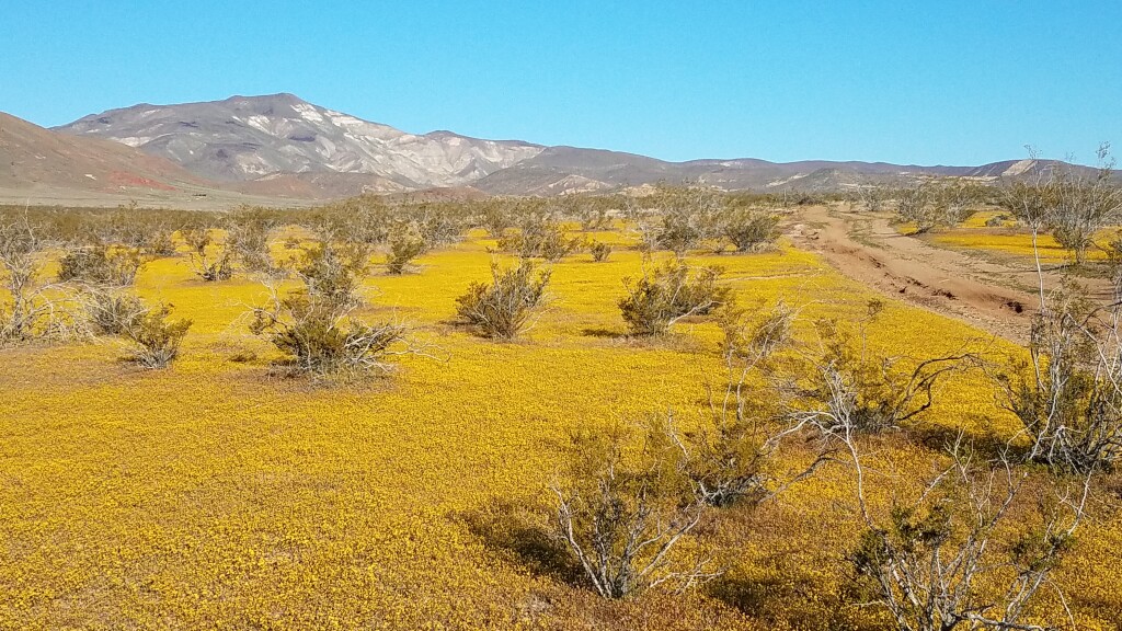 The road into the Bulley Boy and Mormon Boy claims is covered with flower in the spring.